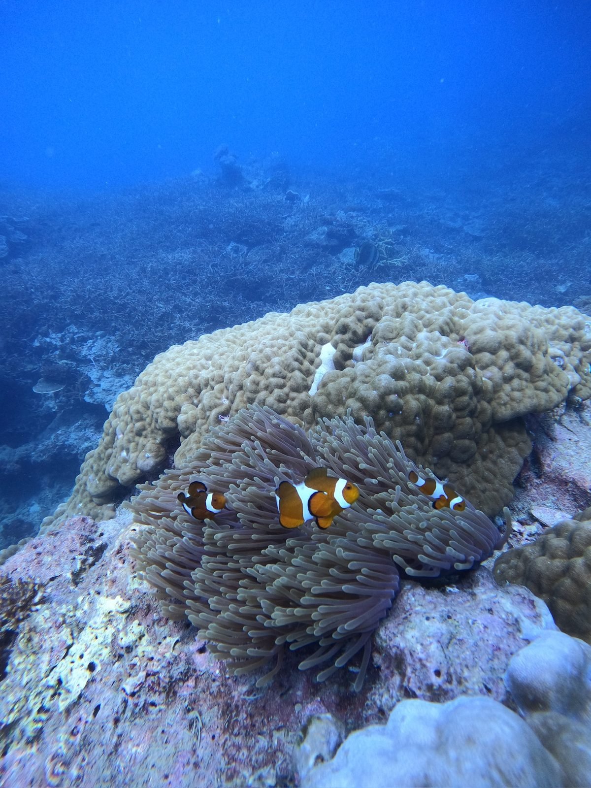 Poissons-clowns et corail