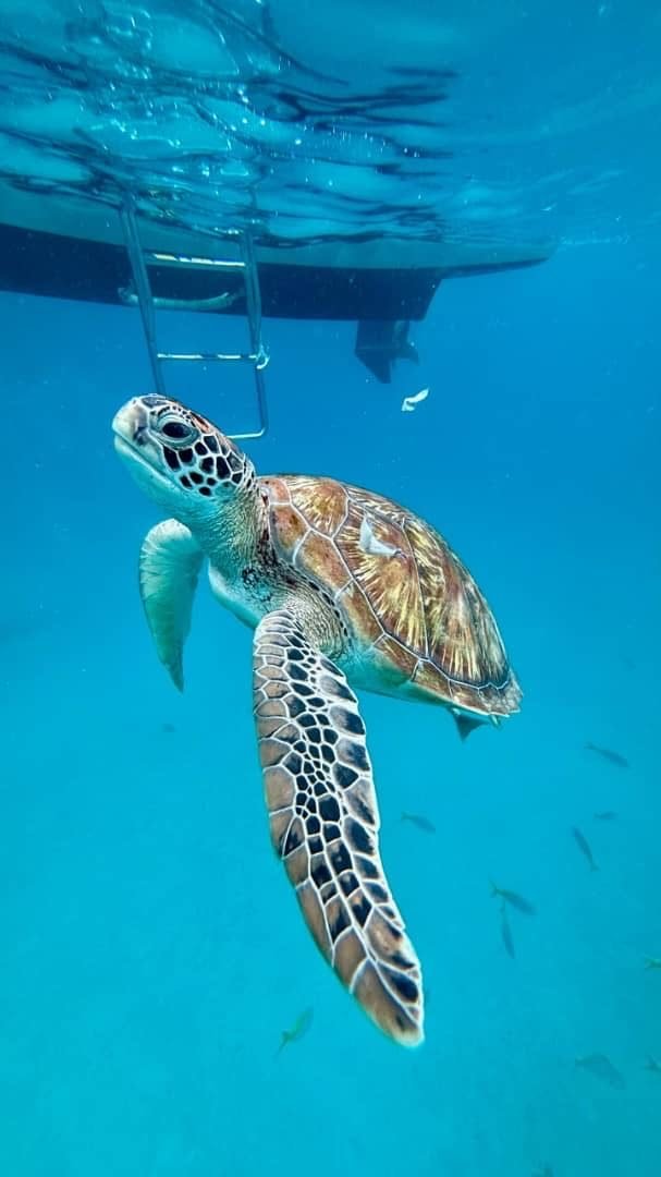 Tortue de mer